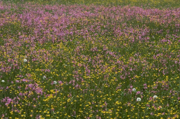 Wiese Mit Blühenden Rotkehlchen Lychnis Flos Cuculi Und Hahnenfuß Ranunculus — Stockfoto