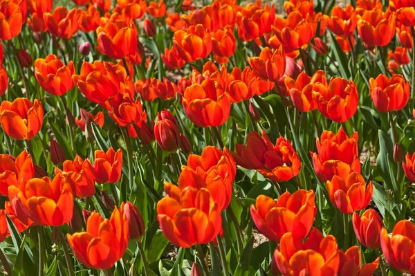 Tulipani Rossi Tulipa Parco Comunale Lahr Baden Wrttemberg Germania Europa — Foto Stock