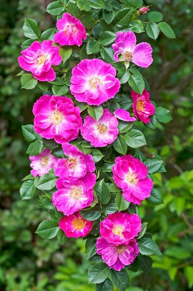 Flores Una Rama Una Rosa Salvaje Rosa Rosa Baviera Alemania —  Fotos de Stock