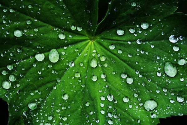 Lady Mantle Alchemilla Drops Water Baden Wrttemberg Germany Europe — стокове фото