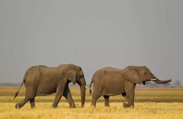 large and cute elephants in natural habitat at savanna