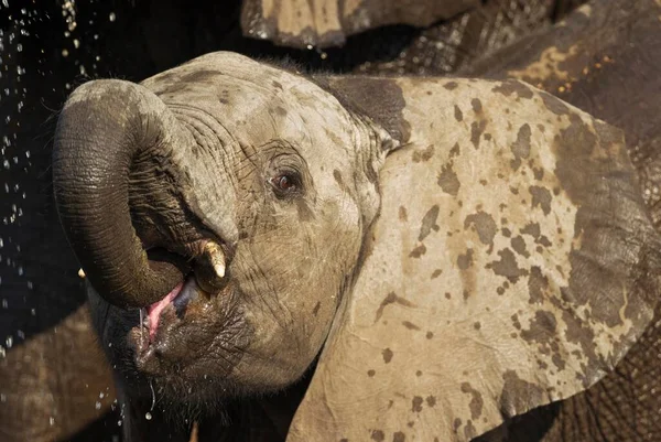 Μεγάλοι Και Χαριτωμένοι Ελέφαντες Φυσικό Περιβάλλον Στη Σαβάνα — Φωτογραφία Αρχείου