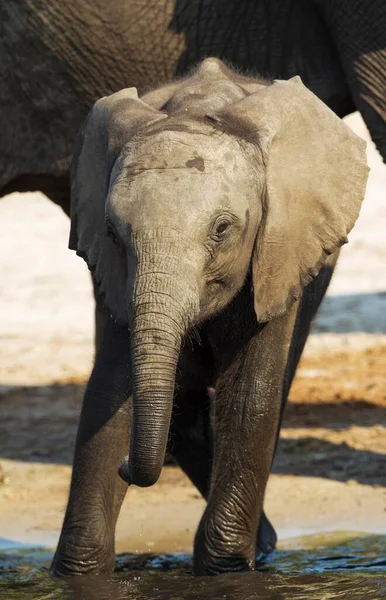 Große Und Niedliche Elefanten Natürlichen Lebensraum Savanne — Stockfoto