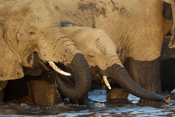 Éléphants Grands Mignons Dans Habitat Naturel Savane — Photo