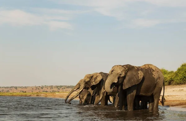 Large Cute Elephants Natural Habitat Savanna — Stock Photo, Image