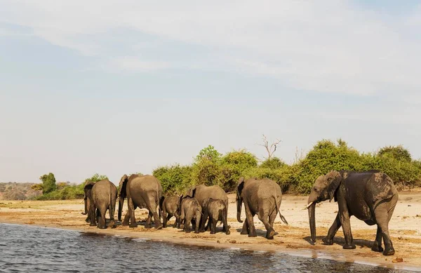 large and cute elephants in natural habitat at savanna