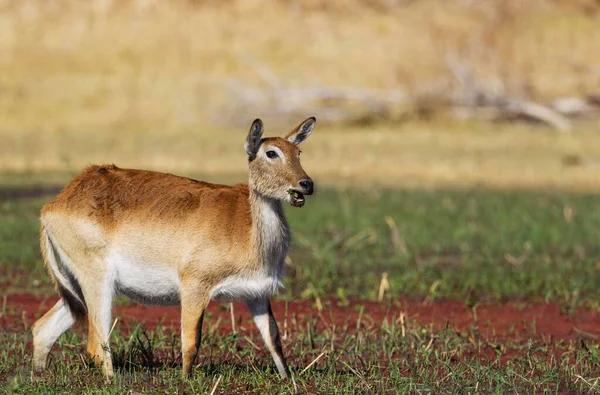 Kırmızı Lechwe Kobus Leche Leche Bir Tatlı Bataklığında Kadın Okavango — Stok fotoğraf