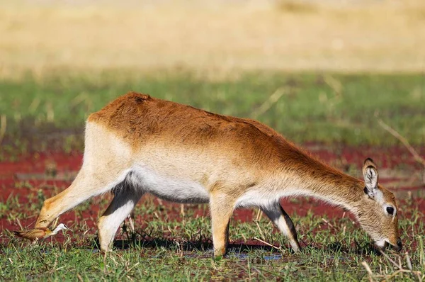 Kırmızı Lechwe Kobus Leche Leche Dişi Tatlı Bataklığında Beslenen Onu — Stok fotoğraf