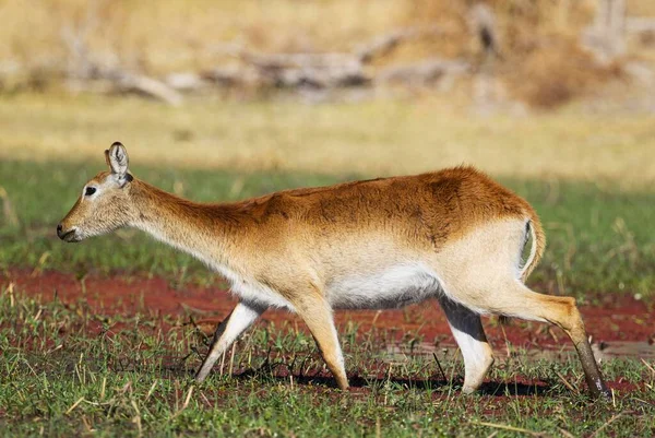 Roter Lechwe Kobus Leche Leche Weibchen Die Sich Einem Süßwassersumpf — Stockfoto