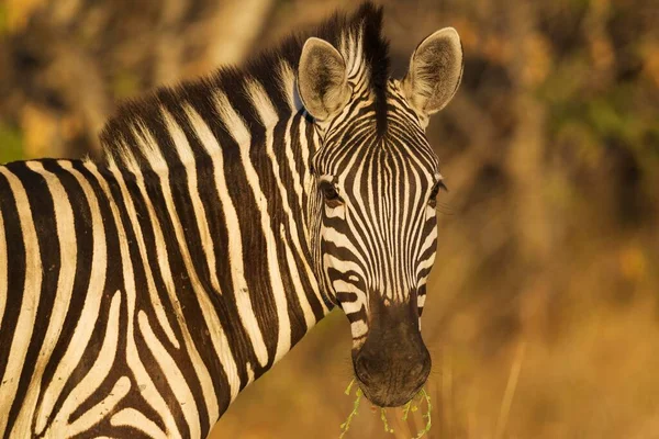 Vista Panorâmica Zebras Selvagens Safári — Fotografia de Stock