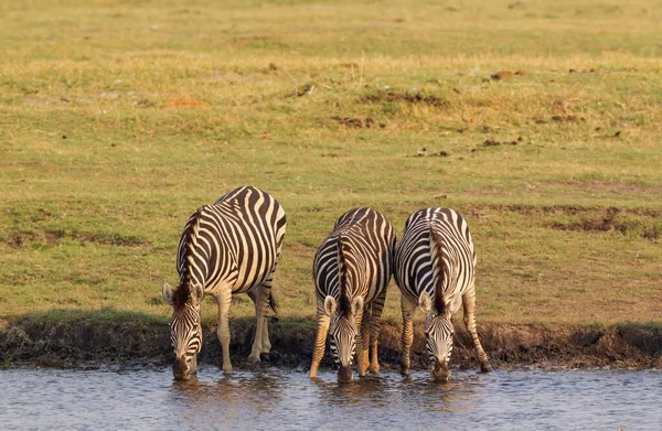 Panoramisch Uitzicht Wilde Zebra Safari — Stockfoto