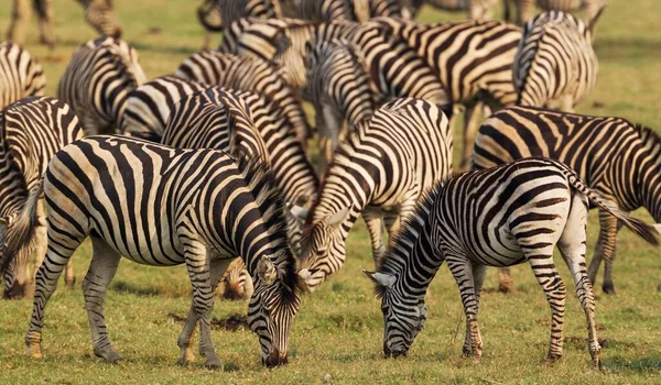 Safaride Vahşi Zebraların Manzarası — Stok fotoğraf