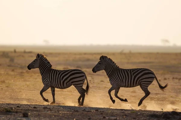 Vista Panorâmica Zebras Selvagens Safári — Fotografia de Stock