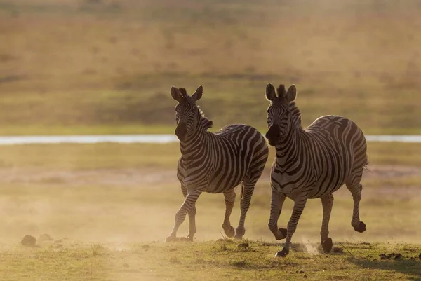 Aussichtsreiche Aussicht Auf Wilde Zebras Auf Safari — Stockfoto