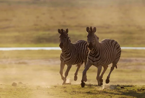 Panoramisch Uitzicht Wilde Zebra Safari — Stockfoto