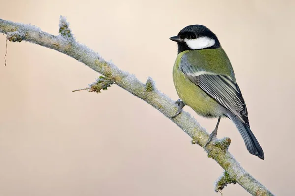 Gran Teta Parus Major Rama Con Escarcha Elba Medio Sajonia — Foto de Stock