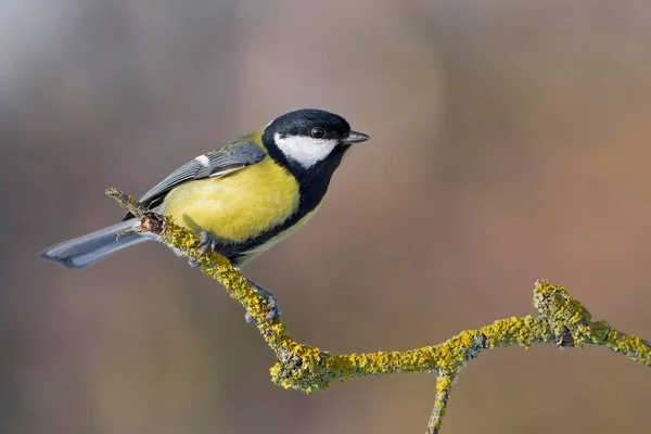 Great Tit Parus Major Branch Middle Elbe Saxony Anhalt — Stock Photo, Image