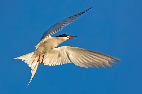 Közös Csér Sterna Hirundo Repülés Közben Texel Hollandia — Stock Fotó