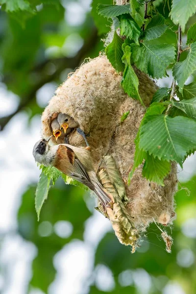 Eurasian Penduline Tit Remiz Pendulinus Adult Feeding Young Tits Nest — Stock Fotó