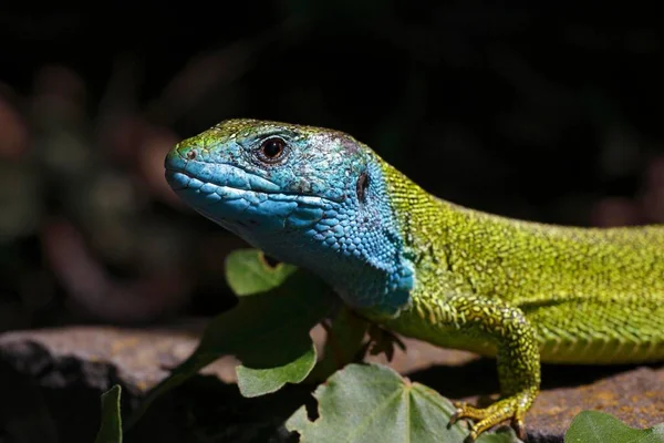 European Green Lizard Lacerta Viridis Male Breeding Plumage Basking Rocks — Stock Photo, Image