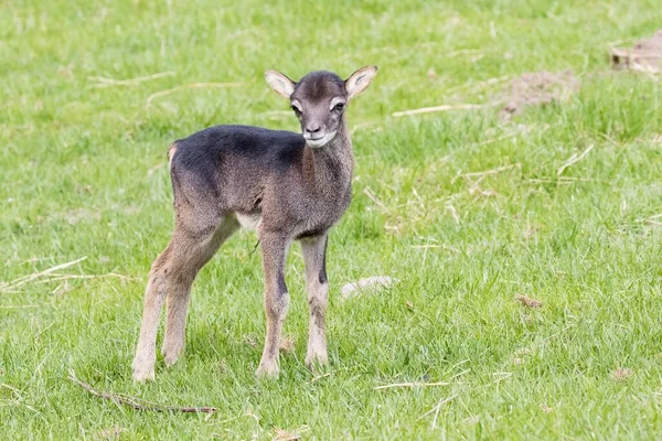 Jeune Mouflon Ovis Orientalis Masurie Pologne Europe — Photo