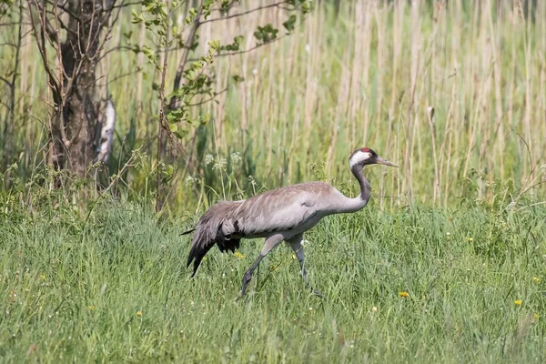 Jezdec Obecný Grus Grus Louce Masuria Polsko Evropa — Stock fotografie