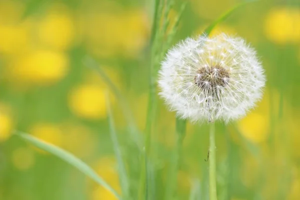 Cabeza Semilla Diente León Taraxacum Hesse Alemania Europa — Foto de Stock