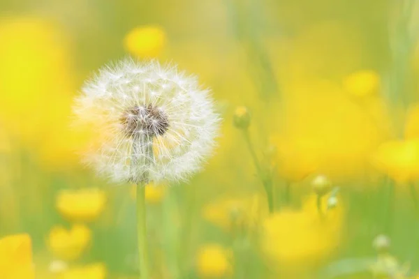 Maskrosfrö Taraxacum Hessen Tyskland Europa — Stockfoto