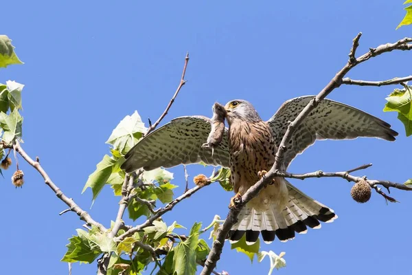 Common Kestrel Falco Tinnunculus Capture Vole Microtus Arvalis Hesse Germany — 스톡 사진
