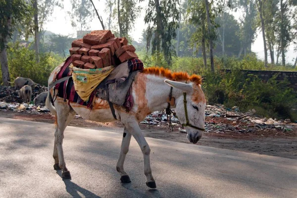 Donkey Laden Bricks Agra Uttar Pradesh India Asia — Stock Photo, Image