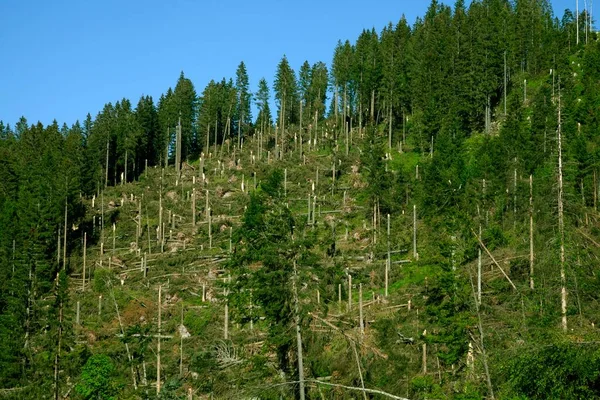 Wiatr Uszkodzenia Burzy Las Świerkowy Feldberg Czarny Las Badenia Wirtembergia — Zdjęcie stockowe