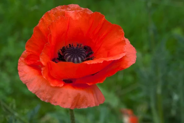 Papoila Vermelha Papaver Blossom Baviera Alemanha Europa — Fotografia de Stock