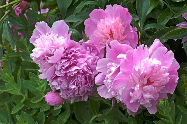 Peonías Paeonia Baviera Alemania Europa —  Fotos de Stock