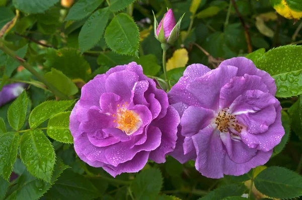 Rose Rosa Blüten Und Knospen Mit Wassertropfen Bayern Deutschland Europa — Stockfoto