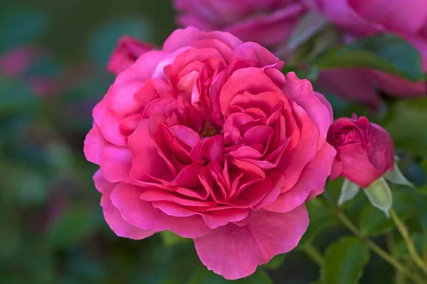 Rosas Karina Florecientes Rosa Baviera Alemania Europa —  Fotos de Stock