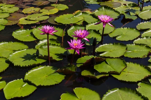 Lotusblommor Nelumbo Thailand Asien — Stockfoto