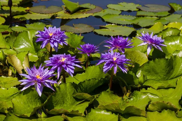 Fleurs Lotus Violet Nelumbo Thaïlande Asie — Photo