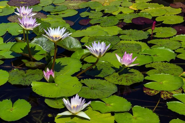 Fleurs Lotus Nelumbo Thaïlande Asie — Photo