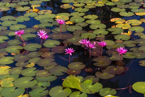 Flores Lótus Nelumbo Tailândia Ásia — Fotografia de Stock