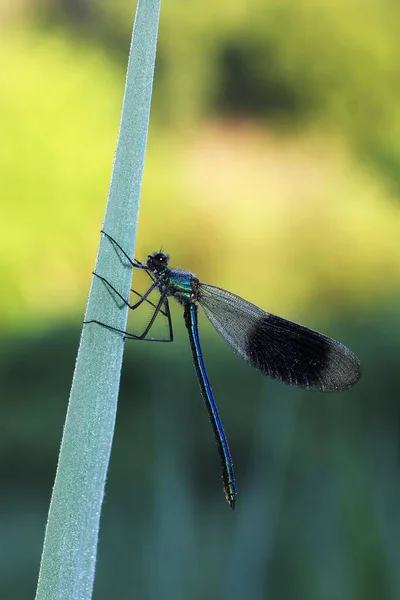 Demoiselle Fasciate Calopteryx Splendens Maschio Rugiada Mattutina Baden Wrttemberg Germania — Foto Stock