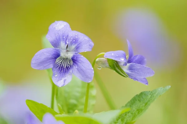 Early Dog Violetas Viola Reichenbachiana Masúria Polónia Europa — Fotografia de Stock