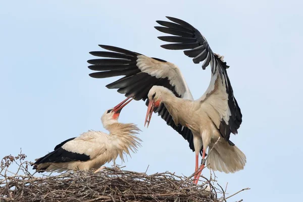 Weißstorch Ciconia Ciconia Landet Auf Dem Nest Begrüßt Vom Partner — Stockfoto