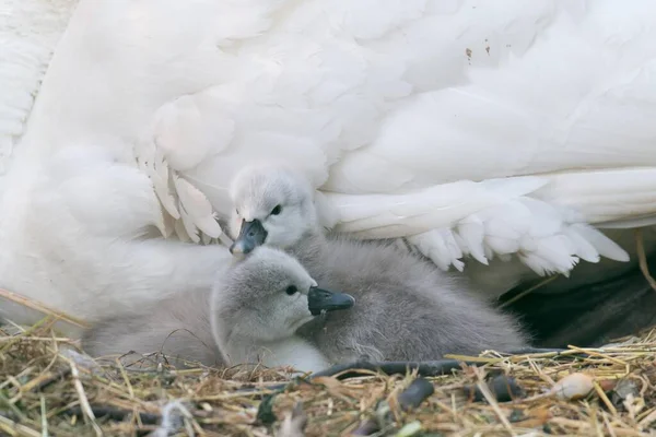 Yuvada Iki Dilsiz Kuğu Yavrusu Cygnus Olor Hesse Almanya Avrupa — Stok fotoğraf