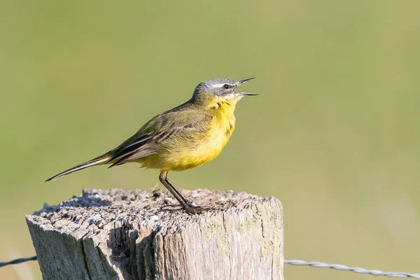 Yellow Wagtail Motacilla Flava Fence Post Lower Saxony Germany Europe — Stock Photo, Image