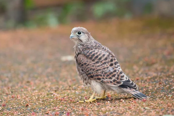 Young Common Kestrel Falco Tinnunculus Hesse Germany Europe — 스톡 사진
