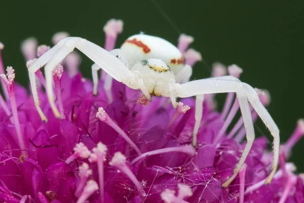 Goldrute Krabbenspinne Misumena Vatia Auf Japanischer Krätze Scabiosa Japonica Pink — Stockfoto