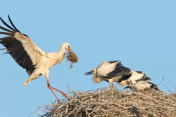 Weißstorch Ciconia Ciconia Mit Nahrung Nähert Sich Nest Mit Drei — Stockfoto