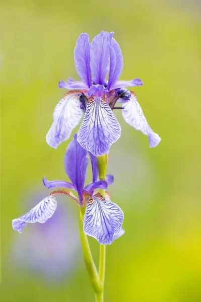 Iris Siberiano Iris Sibirica Hesse Alemania Europa —  Fotos de Stock