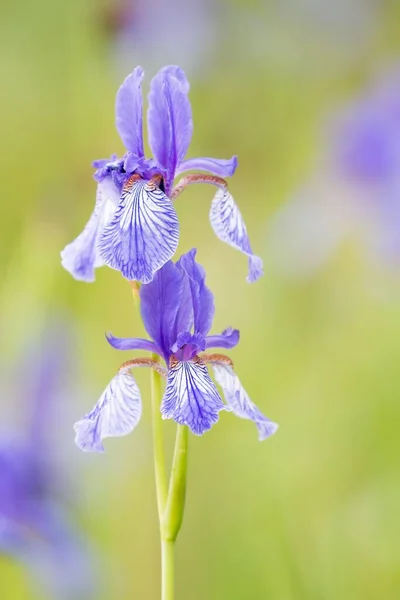 Sibirische Schwertlilie Iris Sibirica Hessen Deutschland Europa — Stockfoto