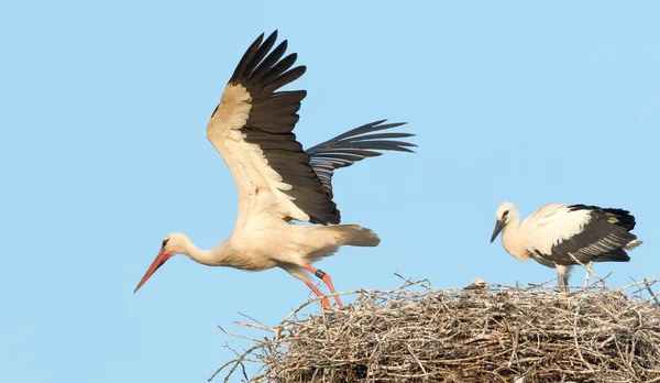 Weißstorch Ciconia Ciconia Hebt Mit Jungvogel Vom Nest Hessen Deutschland — Stockfoto